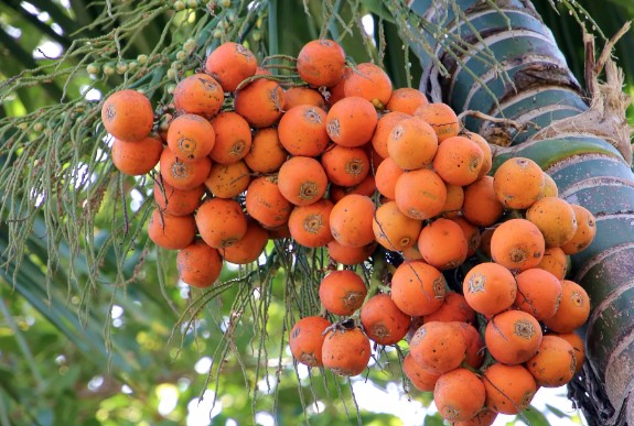 ಅಡಿಕೆ ಹಾನಿಕಾರಕವಲ್ಲ: ಕೃಷಿ ಸಚಿವ ಎನ್. ಚಲುವರಾಯಸ್ವಾಮಿ