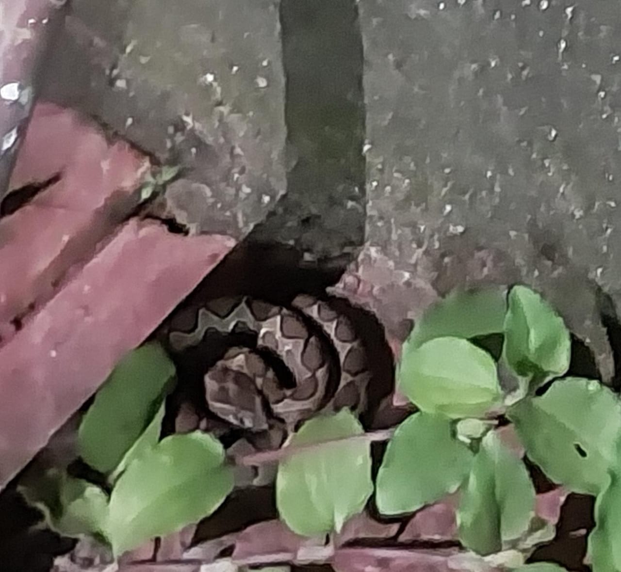 ಅರಣ್ಯ ಇಲಾಖೆಯ ಸ್ಪಂದನೆಗೆ ವ್ಯಾಪಕ ಶ್ಲಾಘನೆ